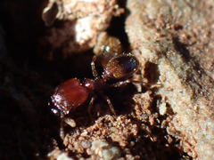 Pheidole capensis