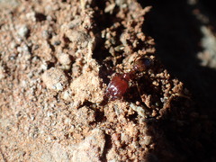 Pheidole capensis