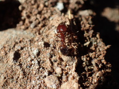 Pheidole capensis
