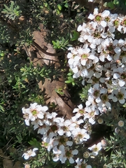 Leptospermum lanigerum