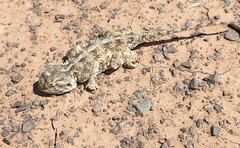 Agama aculeata aculeata
