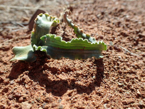 Albuca crispa