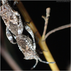 Merocoris