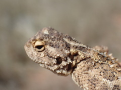 Agama aculeata aculeata