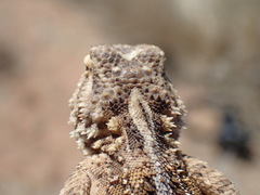 Agama aculeata aculeata