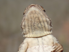 Agama aculeata aculeata