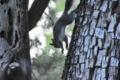 Sciurus arizonensis