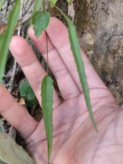 Phyteuma scheuchzeri