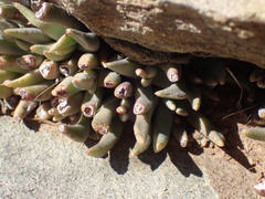 Hereroa concava