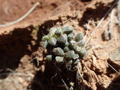 Anacampseros filamentosa