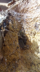 Phyxelididae