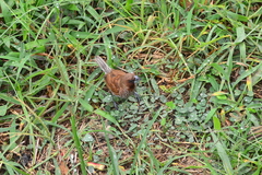 Lonchura punctulata nisoria