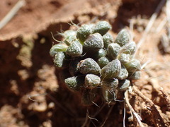 Anacampseros filamentosa