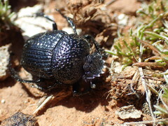 Scarabaeus karrooensis