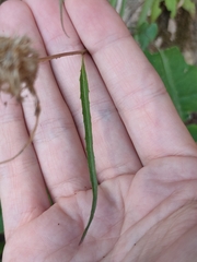 Phyteuma scheuchzeri