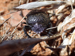 Scarabaeus karrooensis