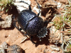 Scarabaeus karrooensis