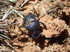 Scarabaeus karrooensis