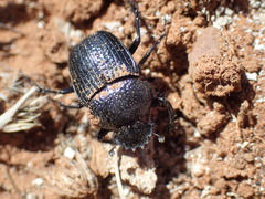 Scarabaeus karrooensis