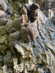 Daldinia concentrica