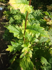 Cirsium kamtschaticum