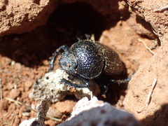 Scarabaeus karrooensis