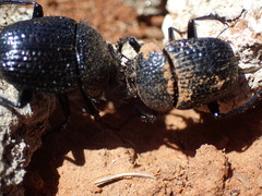 Scarabaeus karrooensis