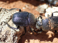 Scarabaeus karrooensis