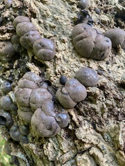 Daldinia concentrica