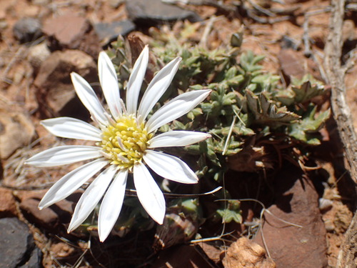 Image of Gazania jurineifolia by (c) Mahomed Desai, some rights reserved (CC BY)