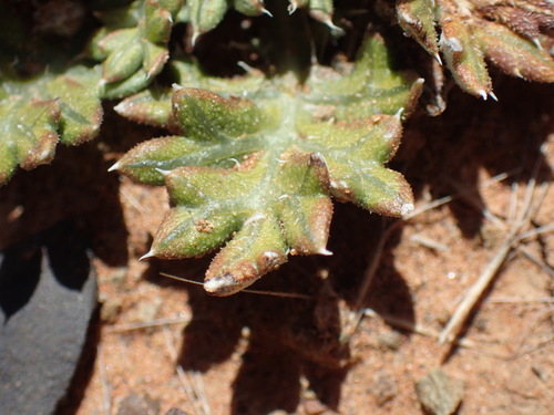 Image of Gazania jurineifolia by (c) Mahomed Desai, some rights reserved (CC BY)
