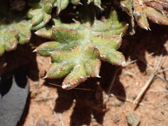 Gazania jurineifolia