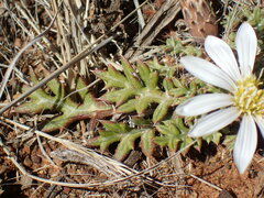 Gazania jurineifolia