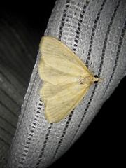 Ecpyrrhorrhoe puralis