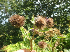 Cirsium kamtschaticum