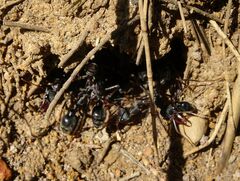 Myrmecia pyriformis