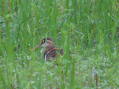 Rostratula benghalensis