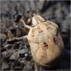 Pachycorinae