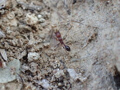 Tetramorium sericeiventre