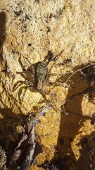 Selenopidae