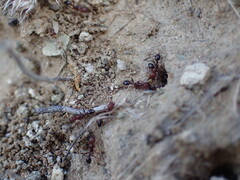 Tetramorium sericeiventre