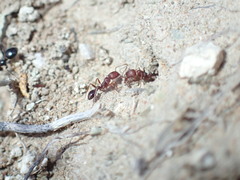 Tetramorium sericeiventre