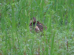 Rostratula benghalensis