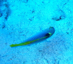 Halichoeres hortulanus