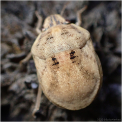 Pachycorinae