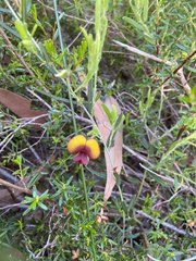 Bossiaea eriocarpa