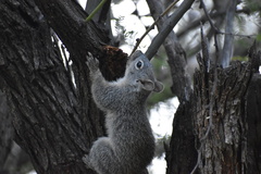 Sciurus arizonensis
