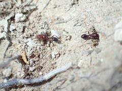 Tetramorium sericeiventre