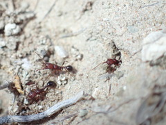 Tetramorium sericeiventre