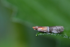Moodna pallidostrinella